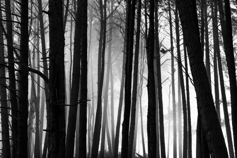 a black and white image of trees with fog