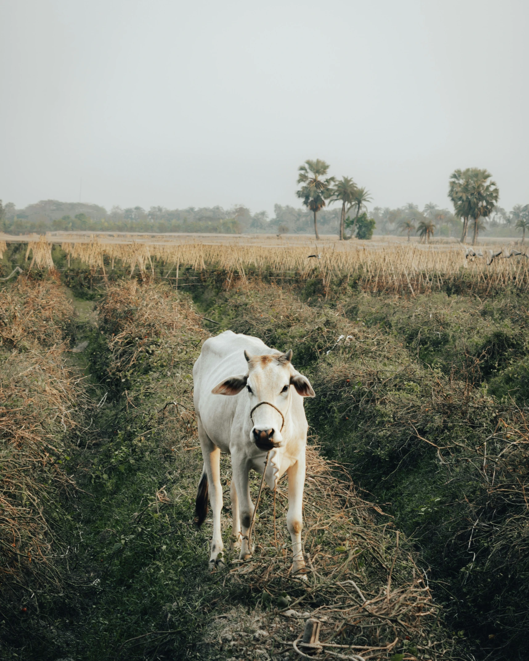 a couple of cows walking across a grass field