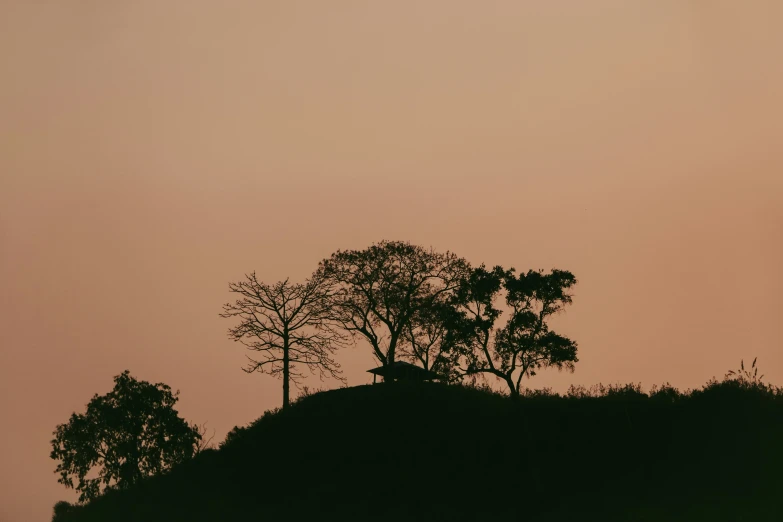 some trees on a hill at sunset