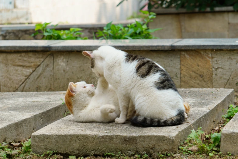 two cats sitting together on the steps