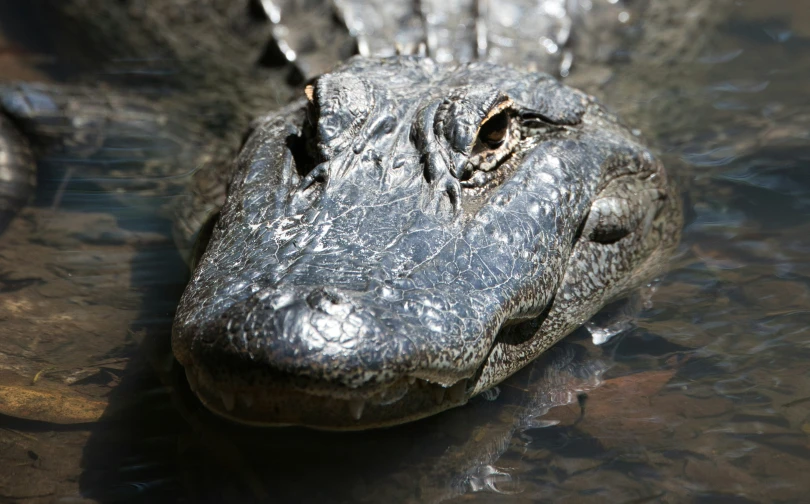 a close - up of the head and back of an alligator's crocodile mouth