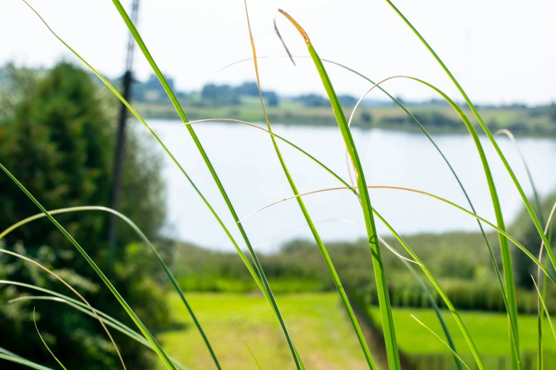 some tall grass near a lake in the day