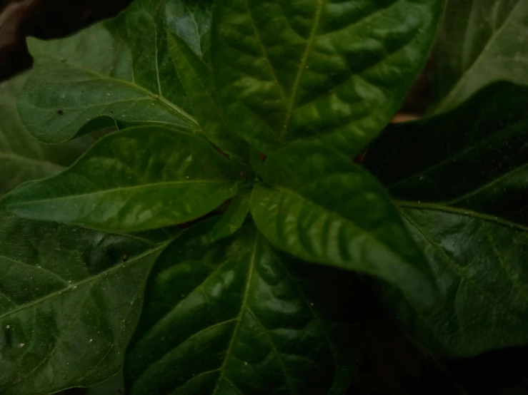 a green leaf with dark brown leaves and water drops on it