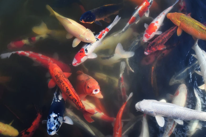 many koi fish are in a pond looking for food