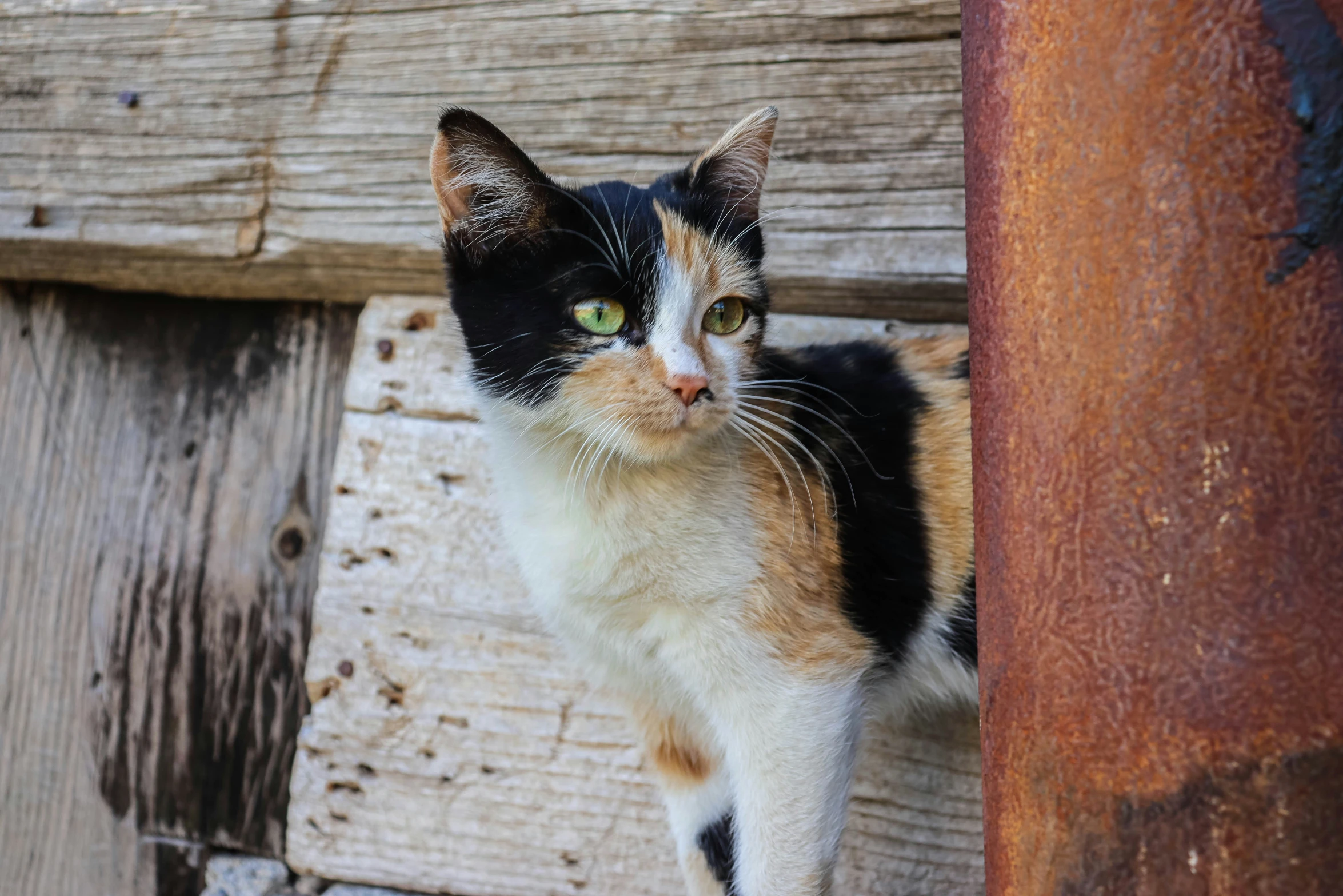 a cat looking off into the distance from a pole