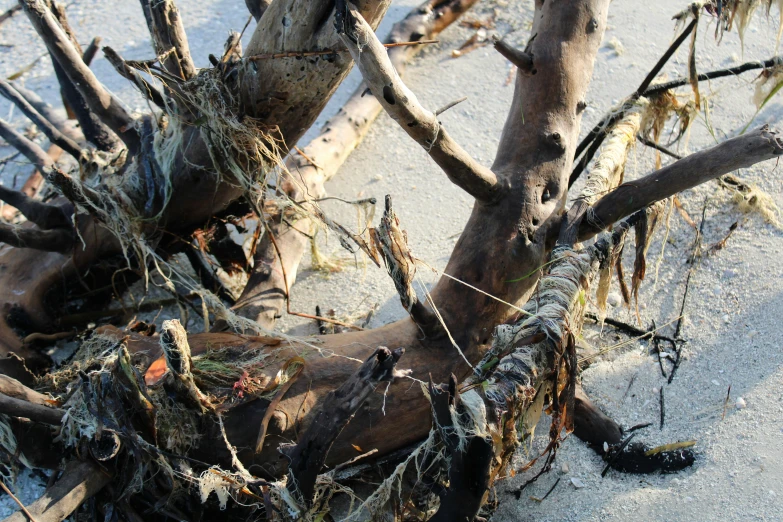 a pile of nches sitting next to a dead tree