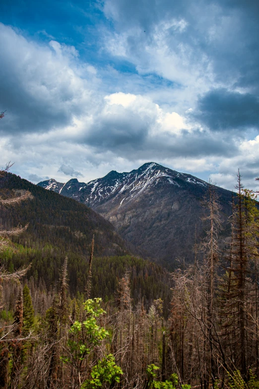 a wooded area with a snow capped mountain