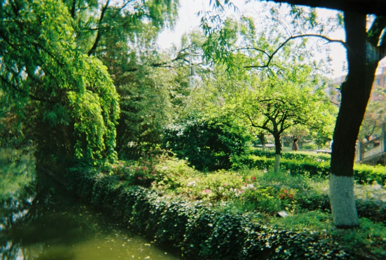 lush vegetation with trees and houses in the distance