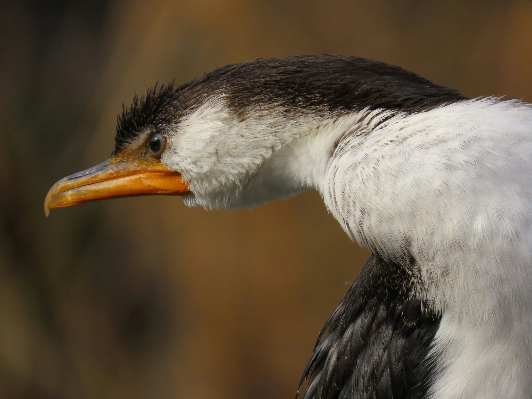 a black and white bird with a yellow beak