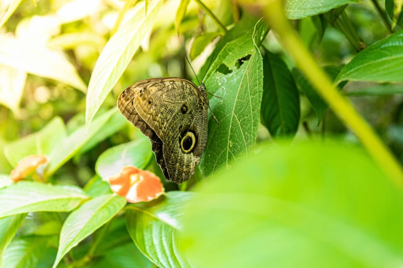 a erfly with brown markings sits on green leaves