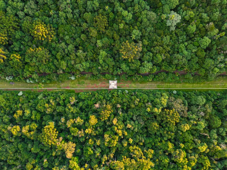 the top view of two trees and a truck driving on the street