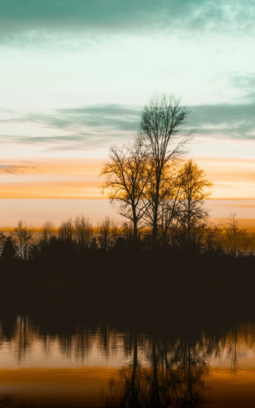 a lone tree stands at the edge of a small lake