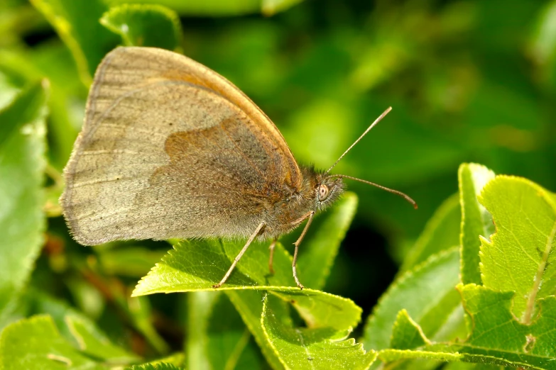 a small erfly resting on top of a green leaf