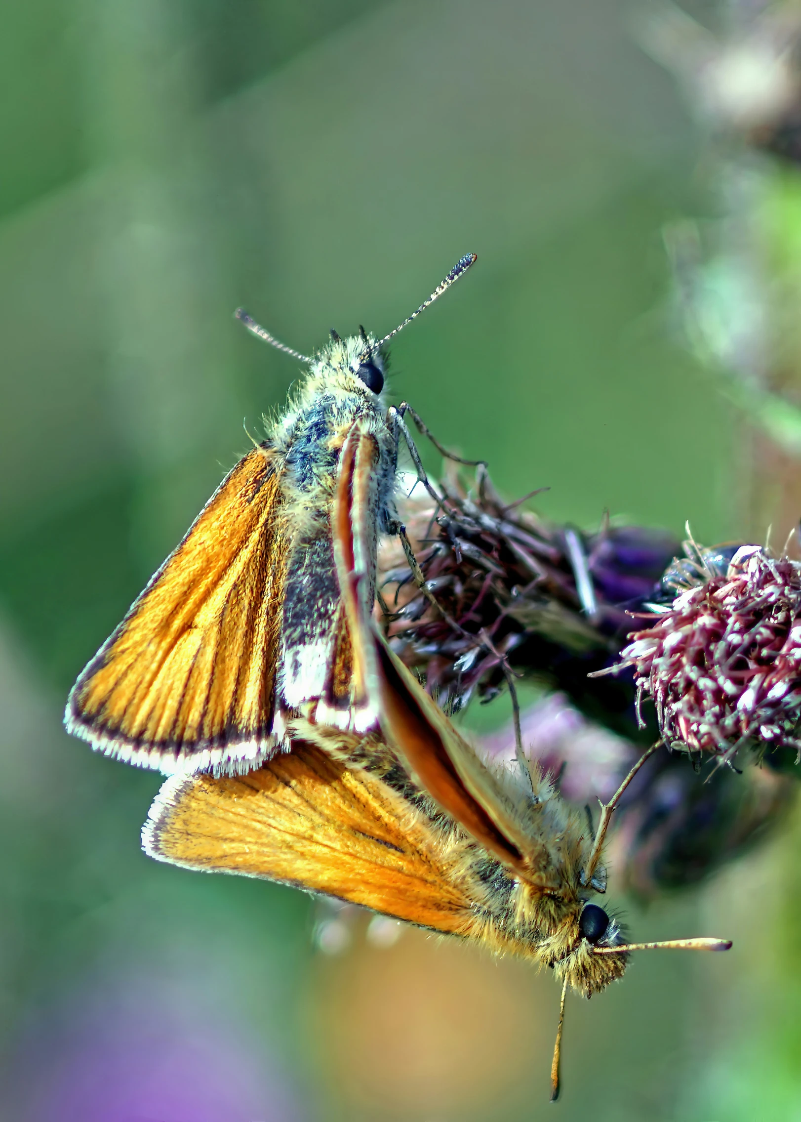 two erflies, one is orange and the other is gray