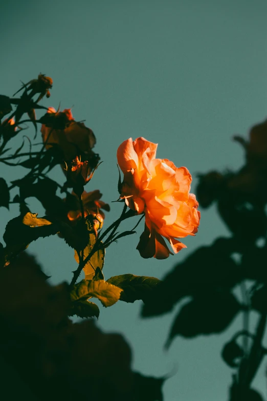 flowers against a bright blue sky against a green background