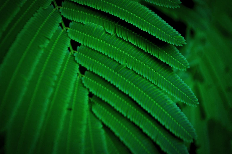 a close up of some plants with very green colors