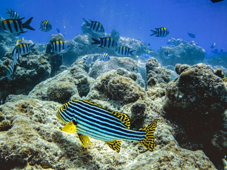 the blue and yellow fish is resting on the reef