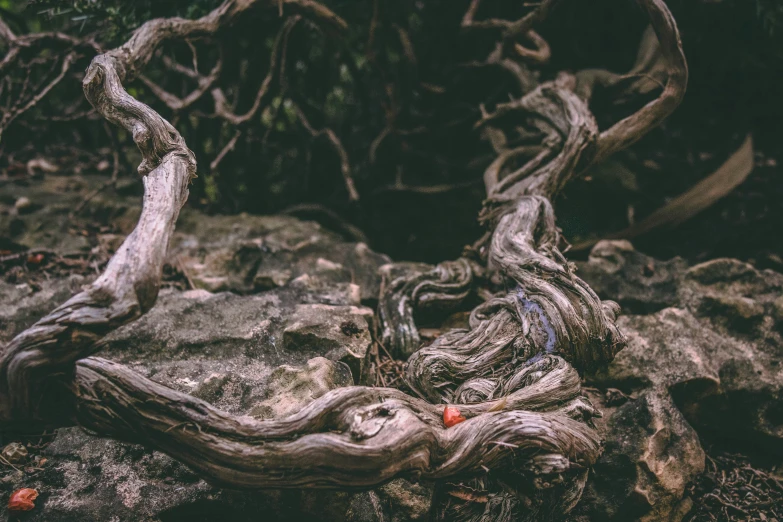 a tree with twisted nches on some rocks