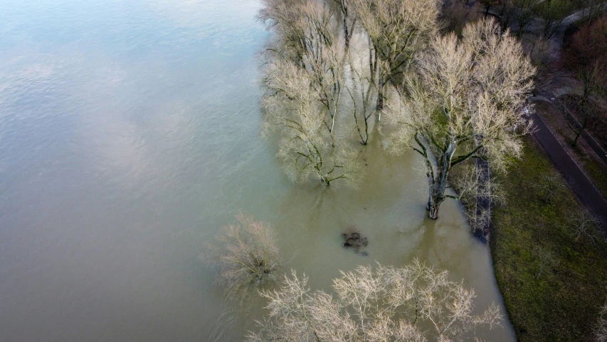 the water has been flooding and there is a lot of trees in it