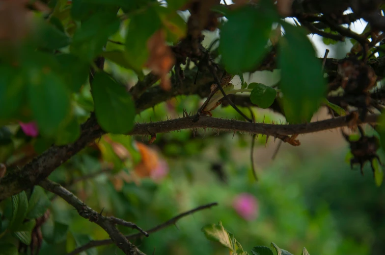 the lizard is standing on the nch of the tree