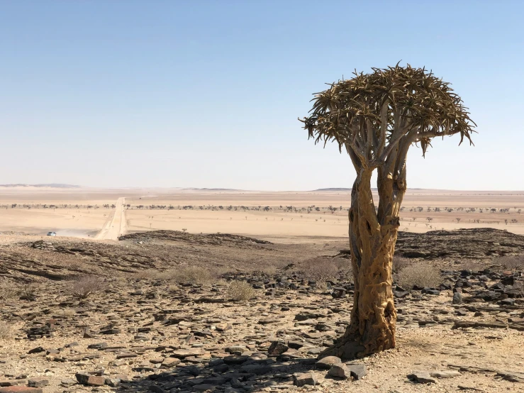 a single small tree in the middle of a plain