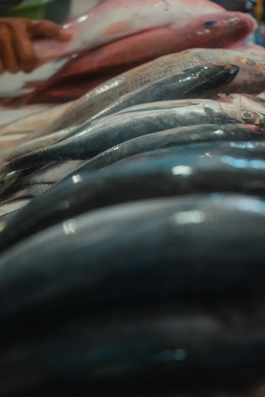 an image of fish laying on the floor