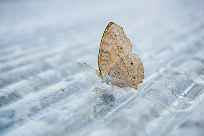 a large moth is sitting on the edge of a tiled floor