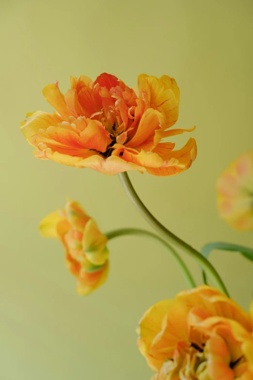 flowers in vase on table, green background