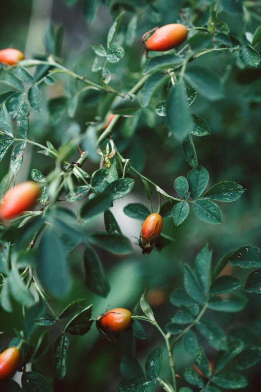 a close up of a bush with fruits growing on it