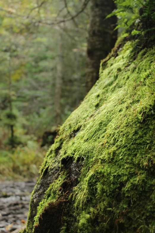 a mossy tree is growing along a path in the woods