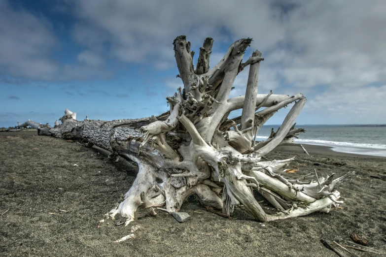 a drift wood on the beach with ocean in background