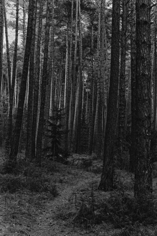 a black and white po of trees in a forest