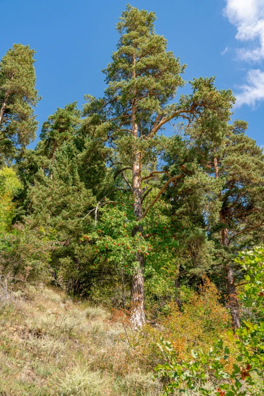 the grassy area is full of various trees