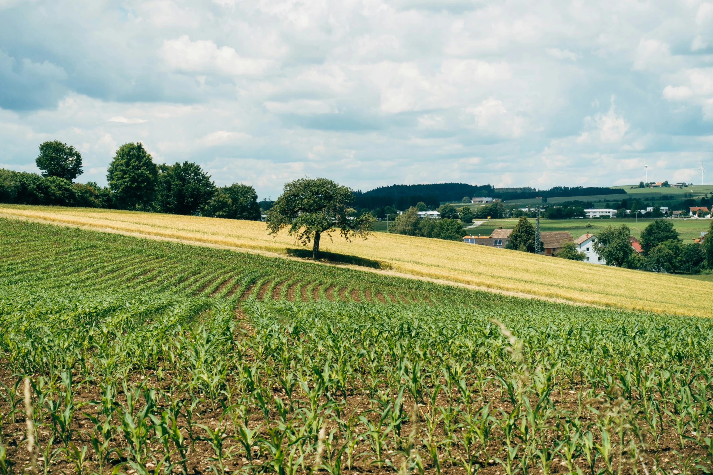 the land of a green farm with a tree in it