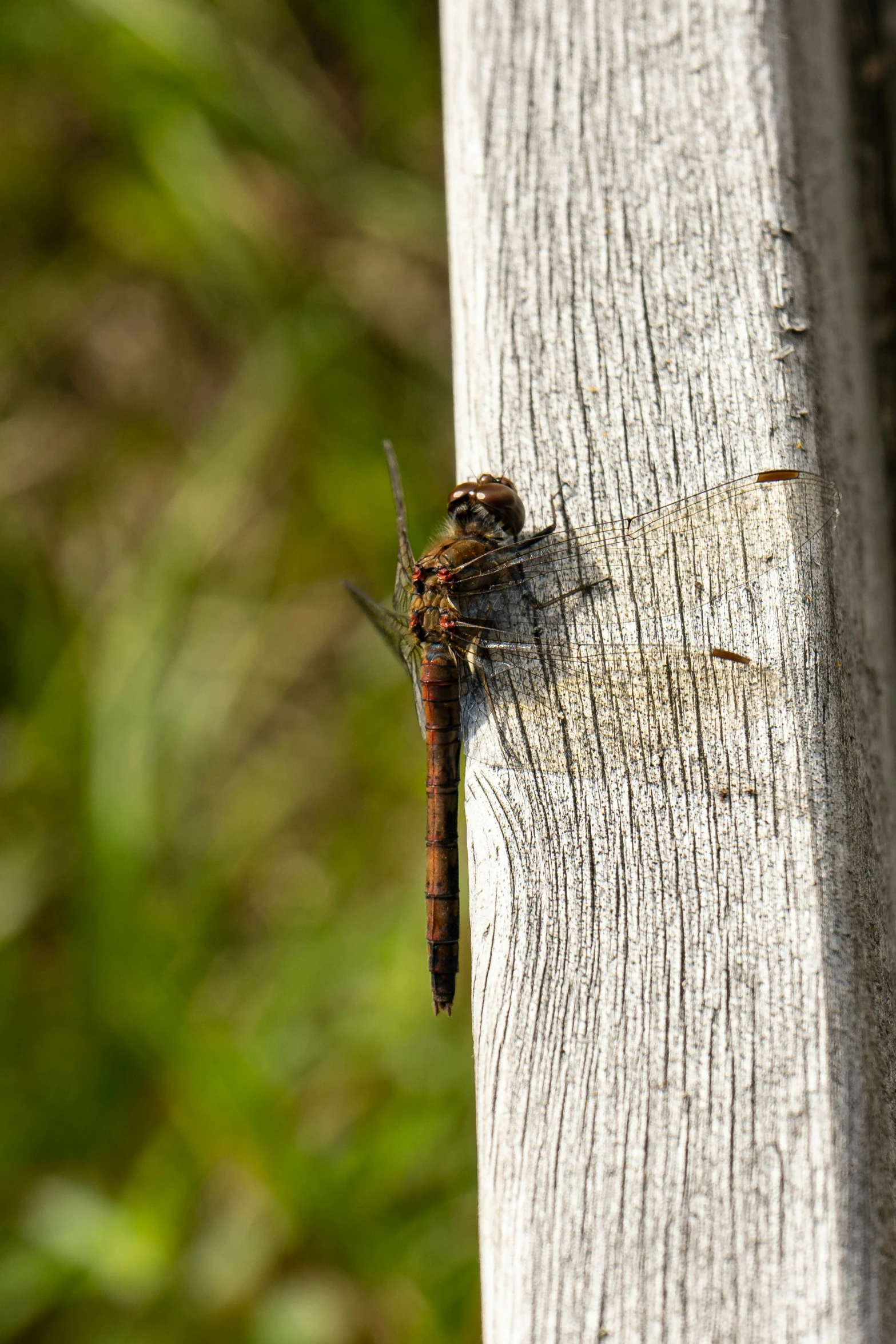 a bug with a brown body is on a wooden post