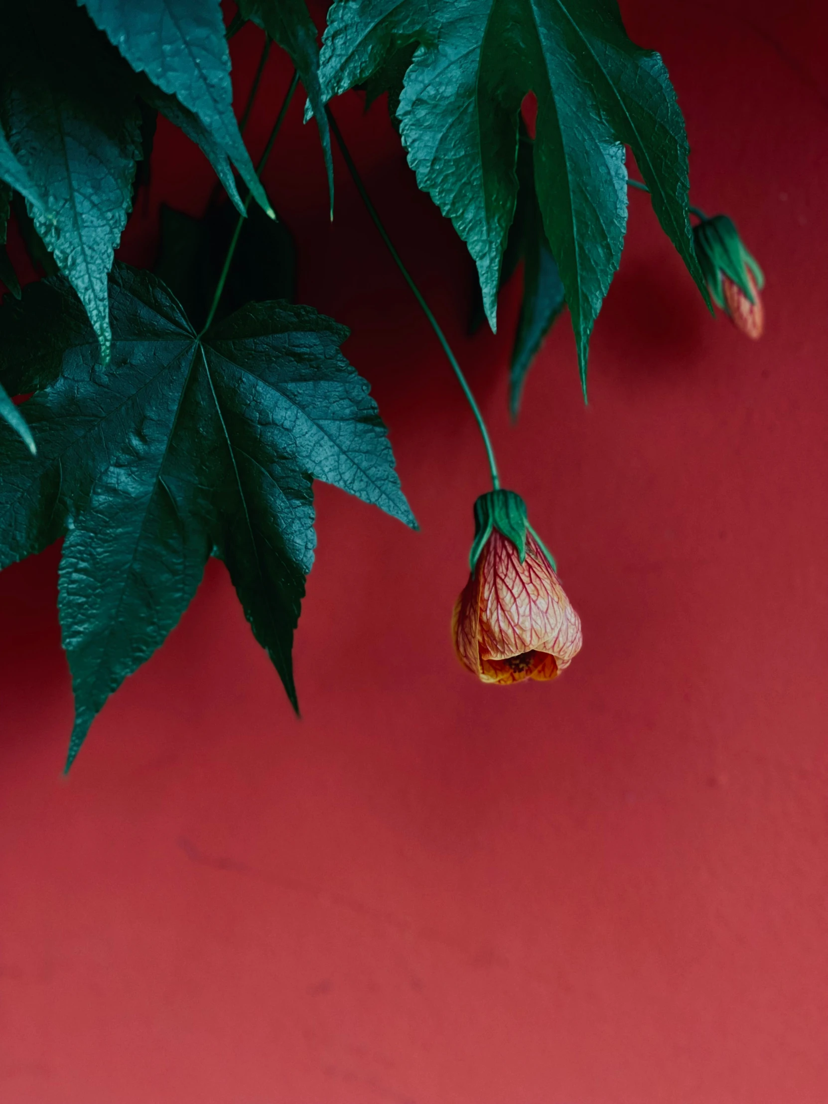 the flowers on the nches of a plant