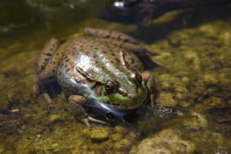 a frog sitting on the ground, and facing forward