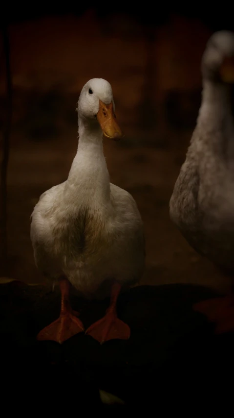 a duck with yellow beak standing between two ducks