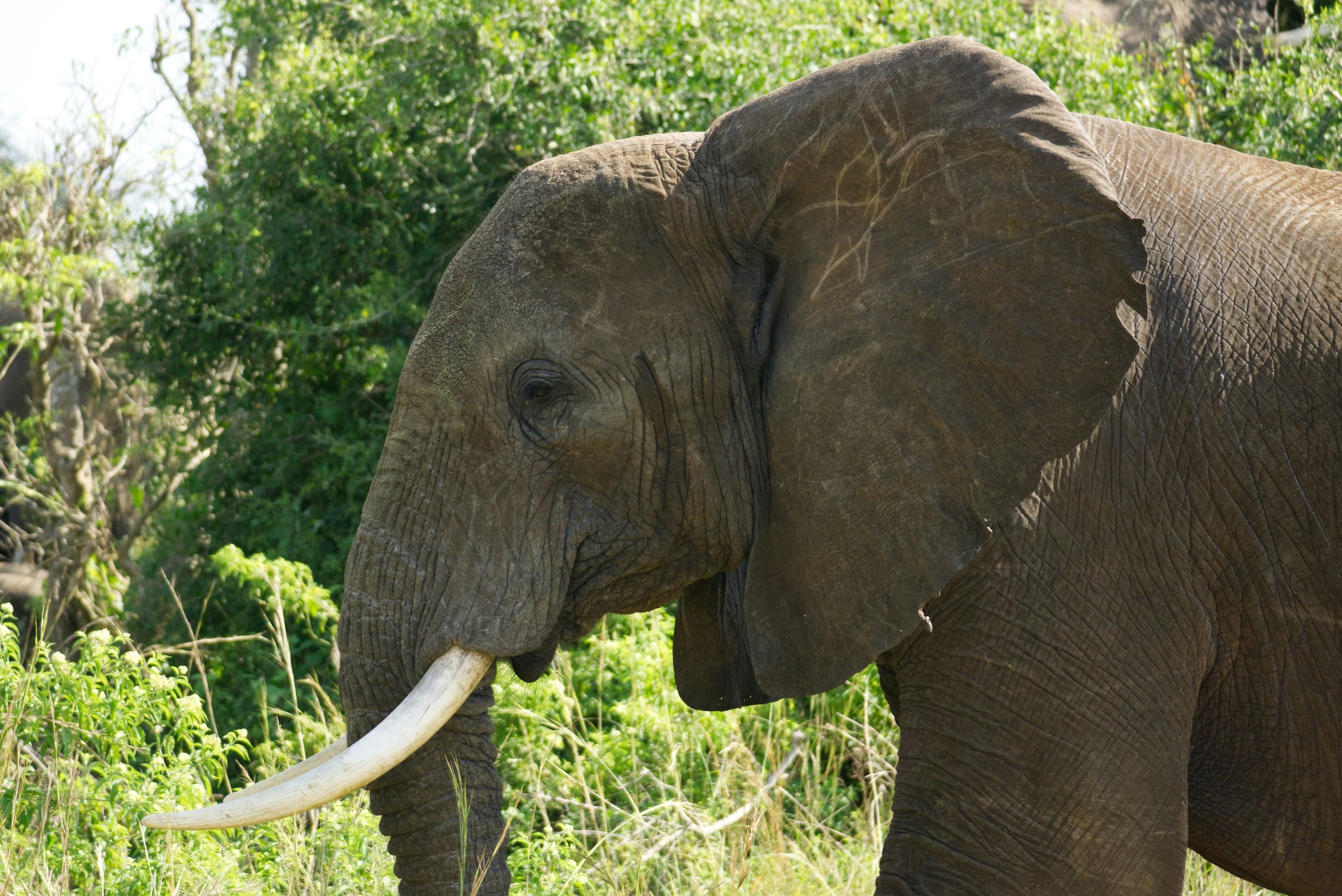 an elephant with large tusks and trees in the background