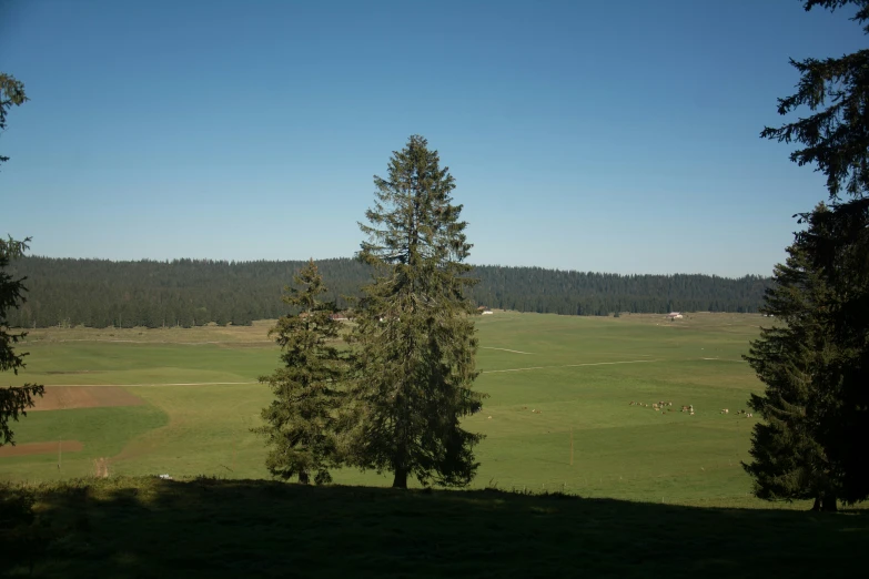 the view over a pasture is beyond the trees