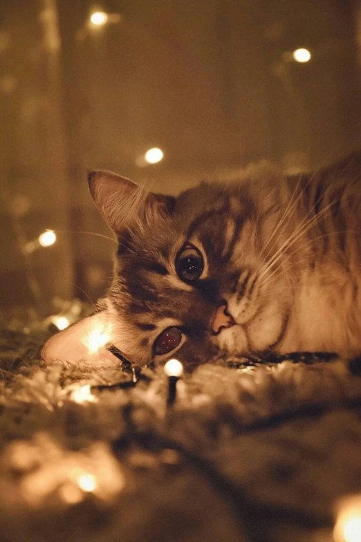 a cat laying on the floor next to some candles