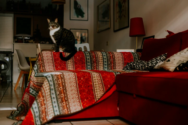 cat sitting on edge of couch in living room, near ottoman