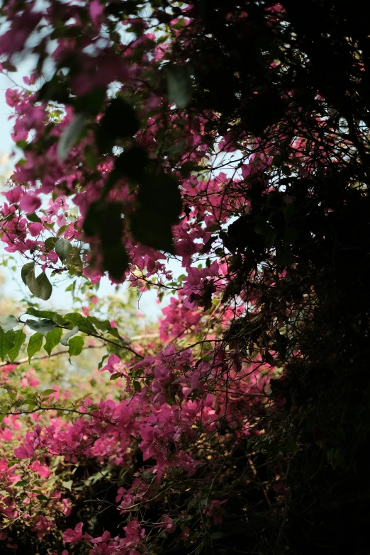 bright purple flowers are in bloom in the distance