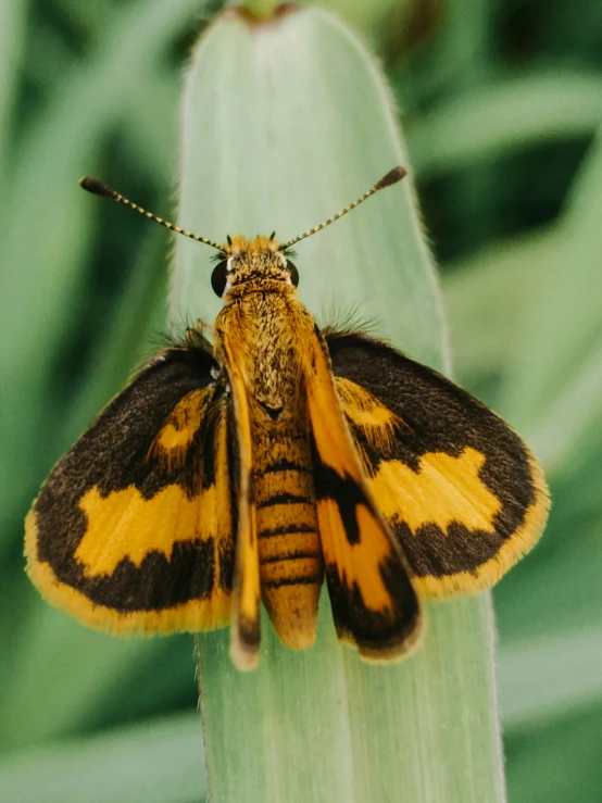 a close up of a yellow and black erfly sitting on some grass