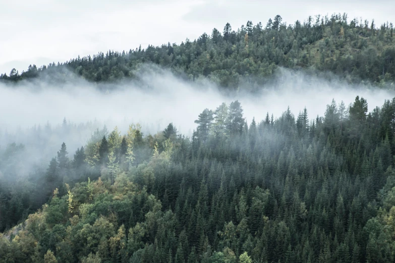 fog and forest on a mountain top with evergreens