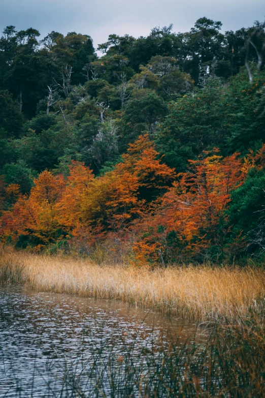 there are grass and trees that are around the lake