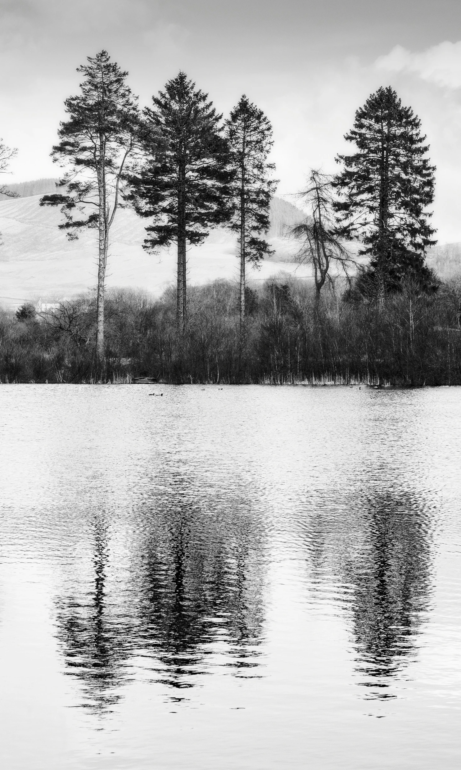 a large body of water with some trees near by