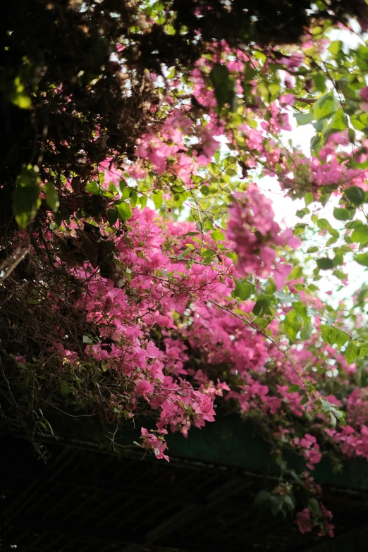 a tree full of pink flowers next to a wooden structure