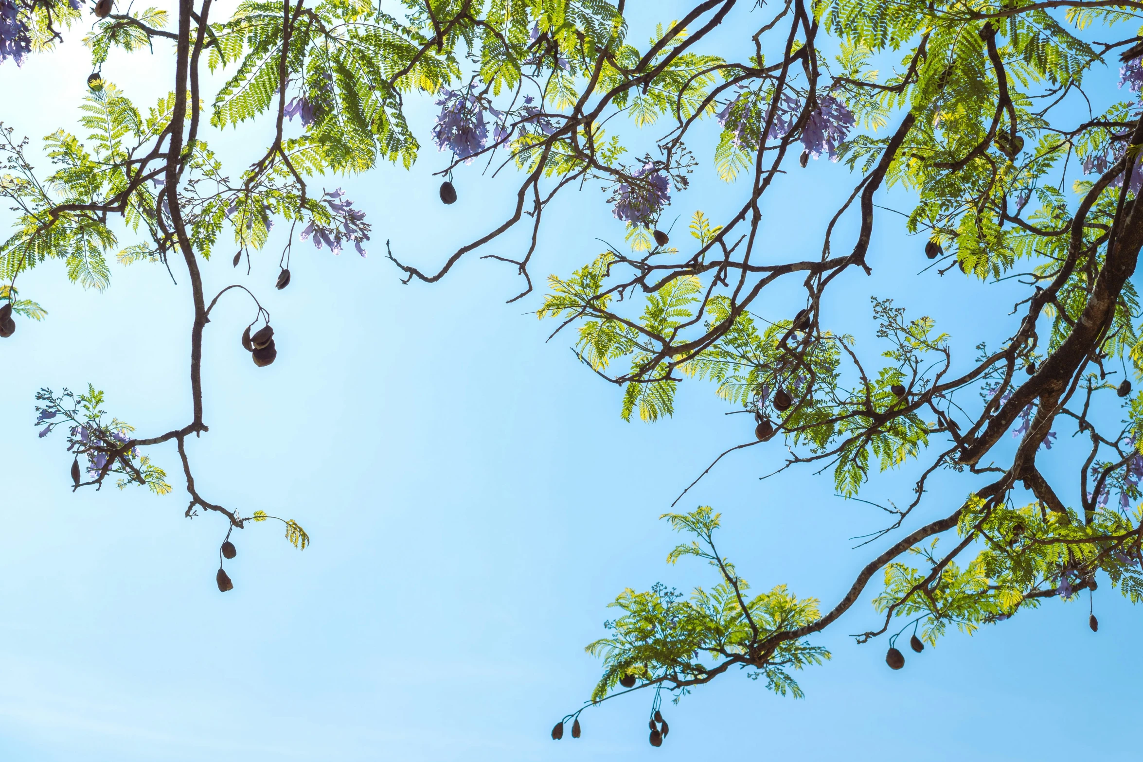 the fruit hangs off the top of a tree