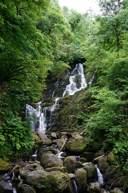 a river running through a lush green forest